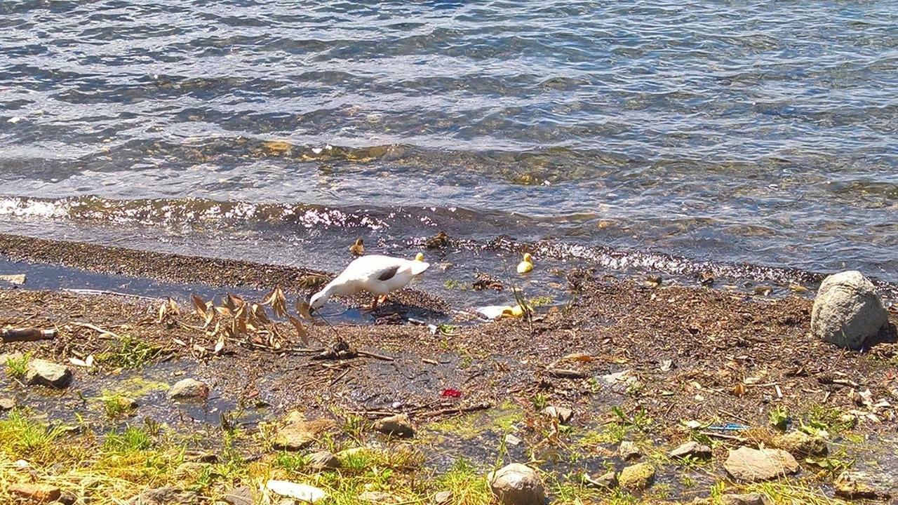 Centro E Spiaggia Ambra Anguillara Sabazia Exteriér fotografie
